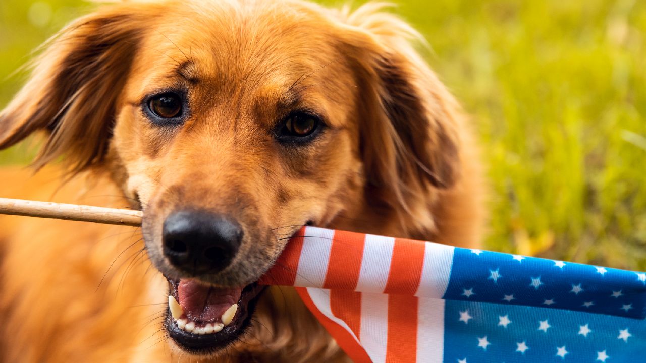 4th of July and pets: Dogs, cats go missing on the holiday more than any other day – Fox News