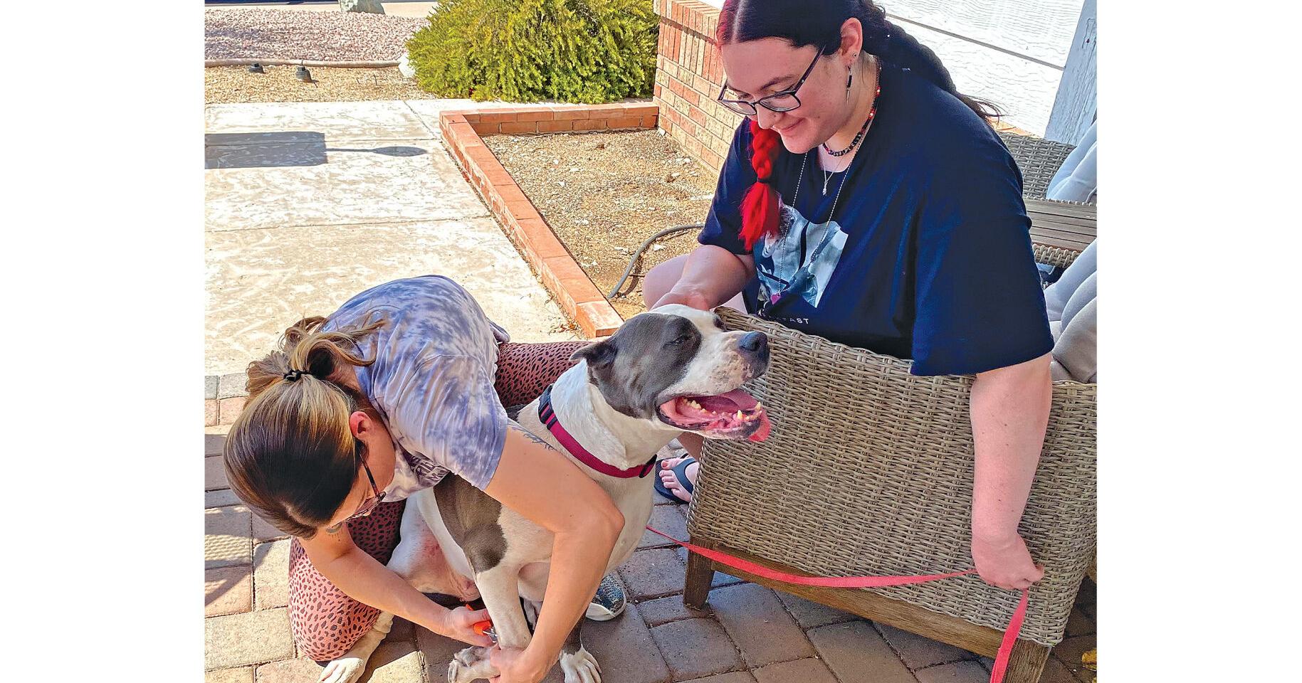 Mobile business cuts pets' nails with care | Business | ahwatukee.com – Ahwatukee Foothills News