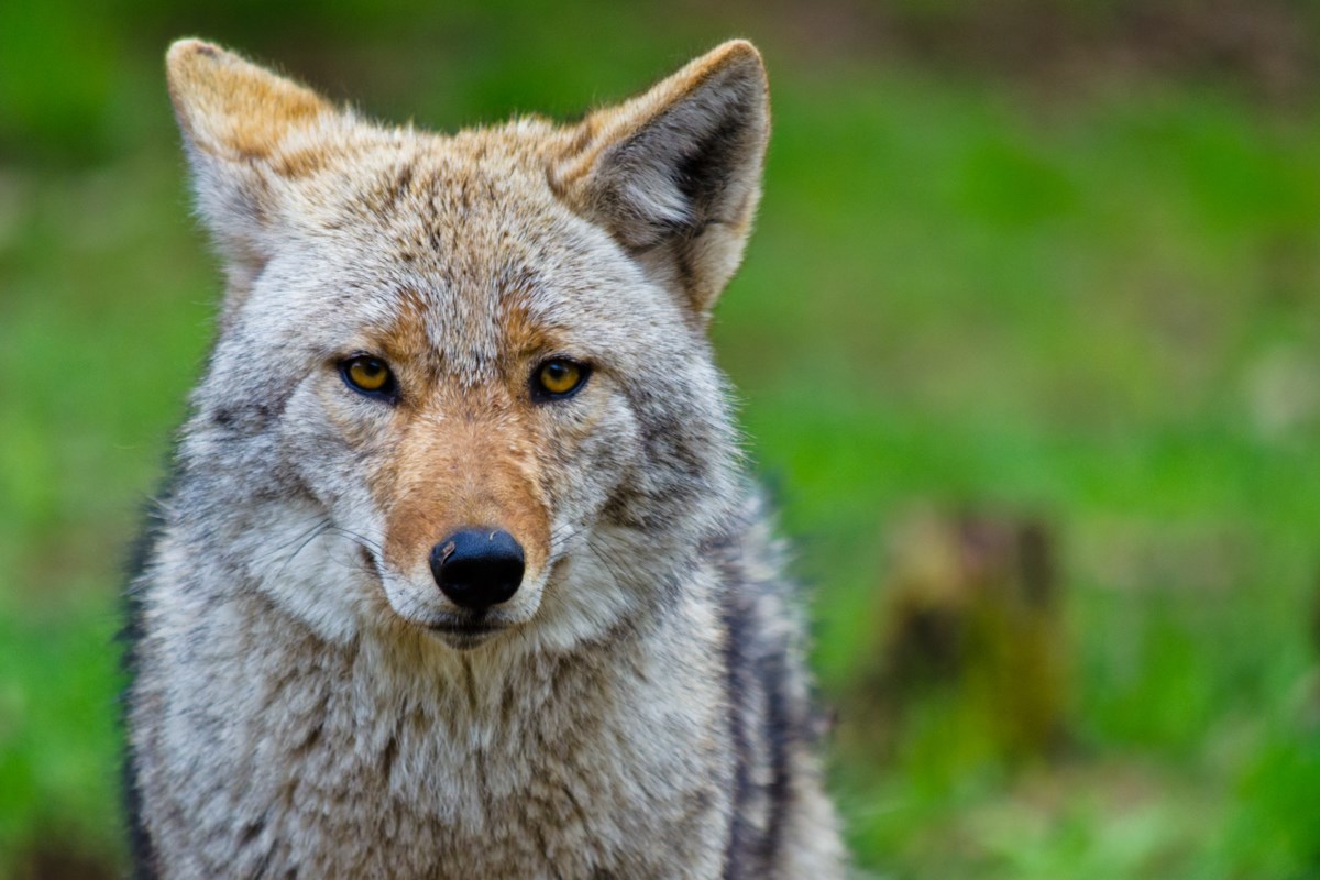 Coyotes spotted in Coquitlam reportedly aggressive to pets – The Tri-City News