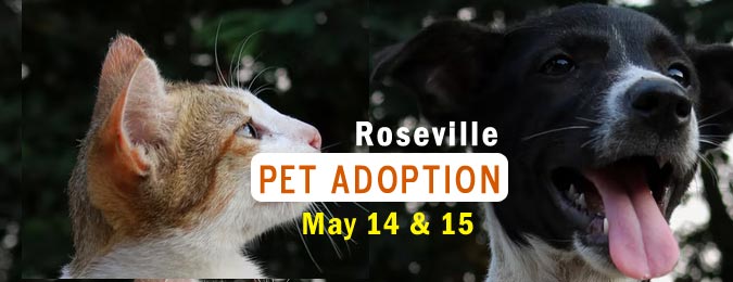 Pet Adoption in Roseville Saturday and Sunday in partnership with local animal rescues – Roseville Today