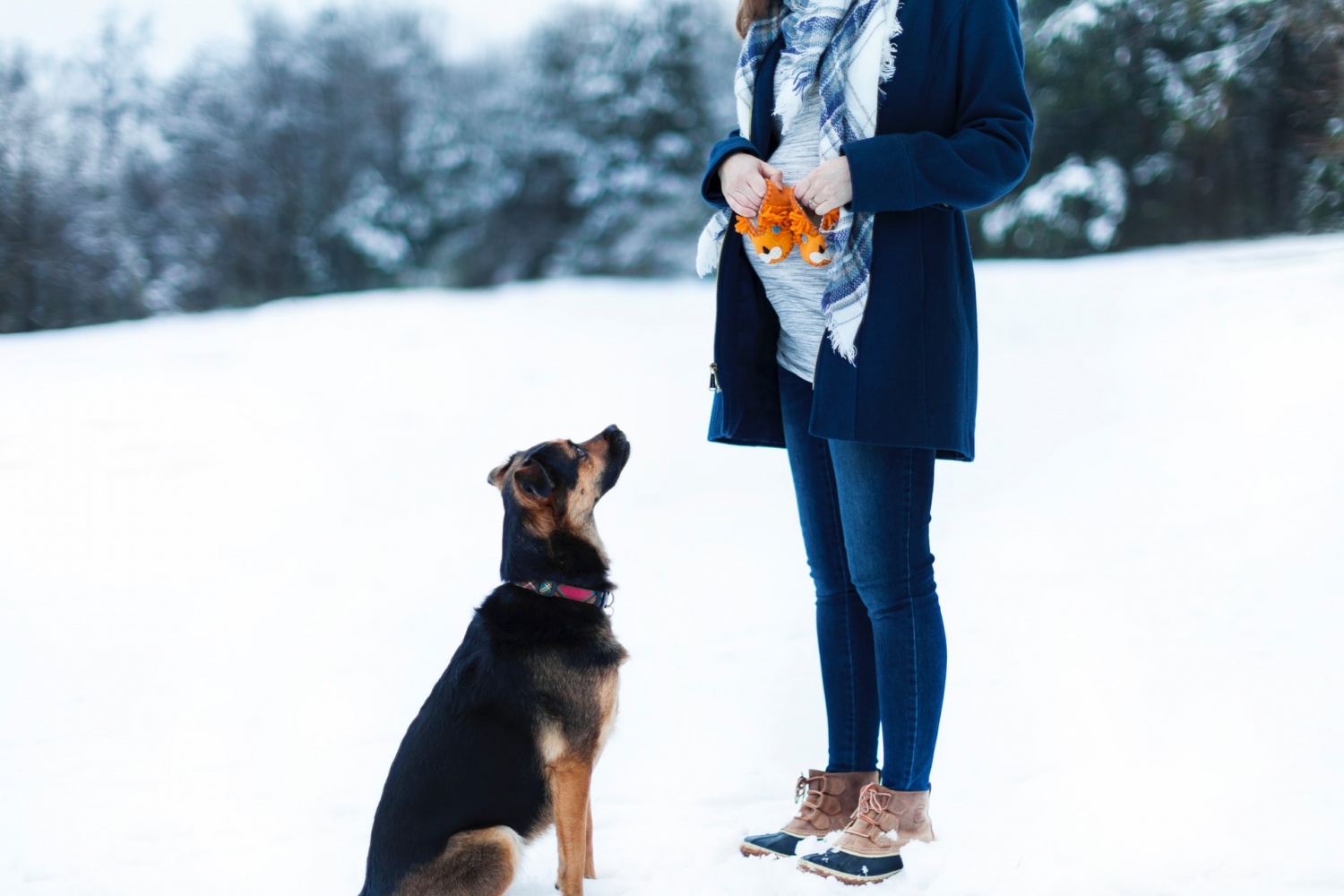 Cat or Dog? Research Reveals Which Furry Friend is Not Recommended for Pregnant Pet Owners – Nature World News