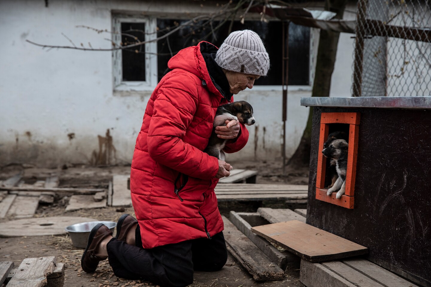 A shelter in Ukraine saved hundreds of cats and dogs — and a lion – The Washington Post