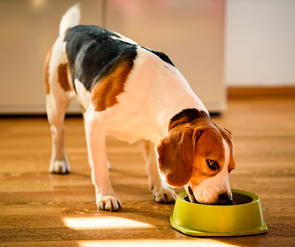 25 Best Dog Foods for Senior Dogs in 2022 – DISCOVER Magazine