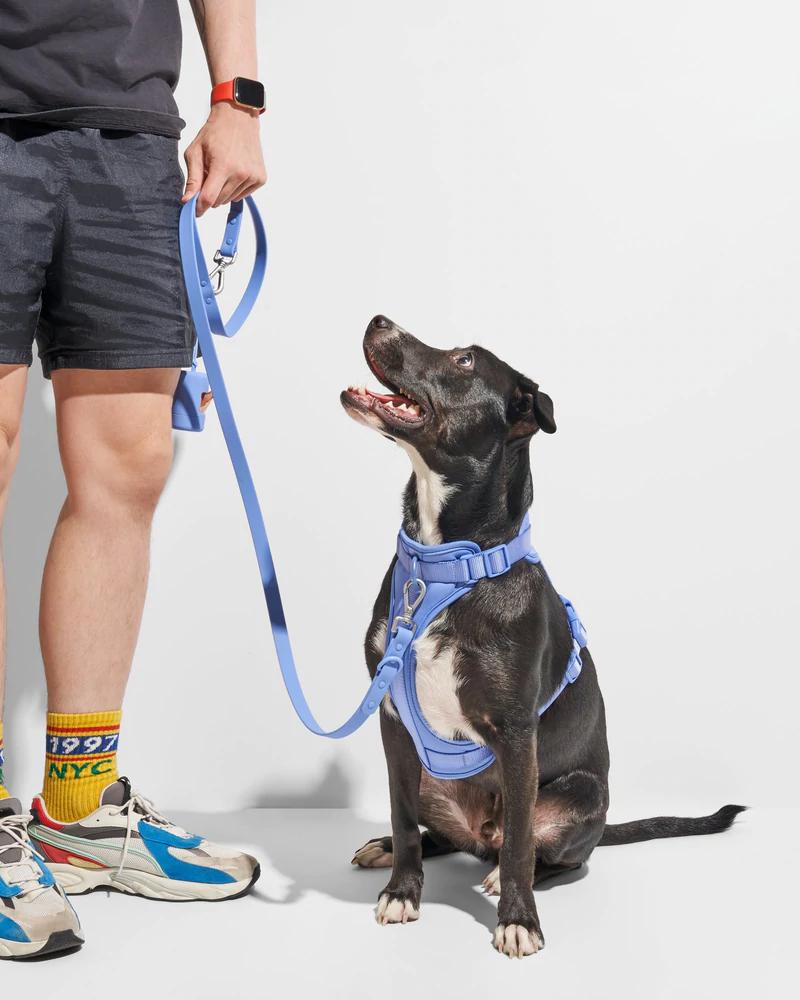 Forbes Vetted Readers Can Take 30% Off Wild One’s Entire Line Of Pet Accessories Starting Today – Forbes