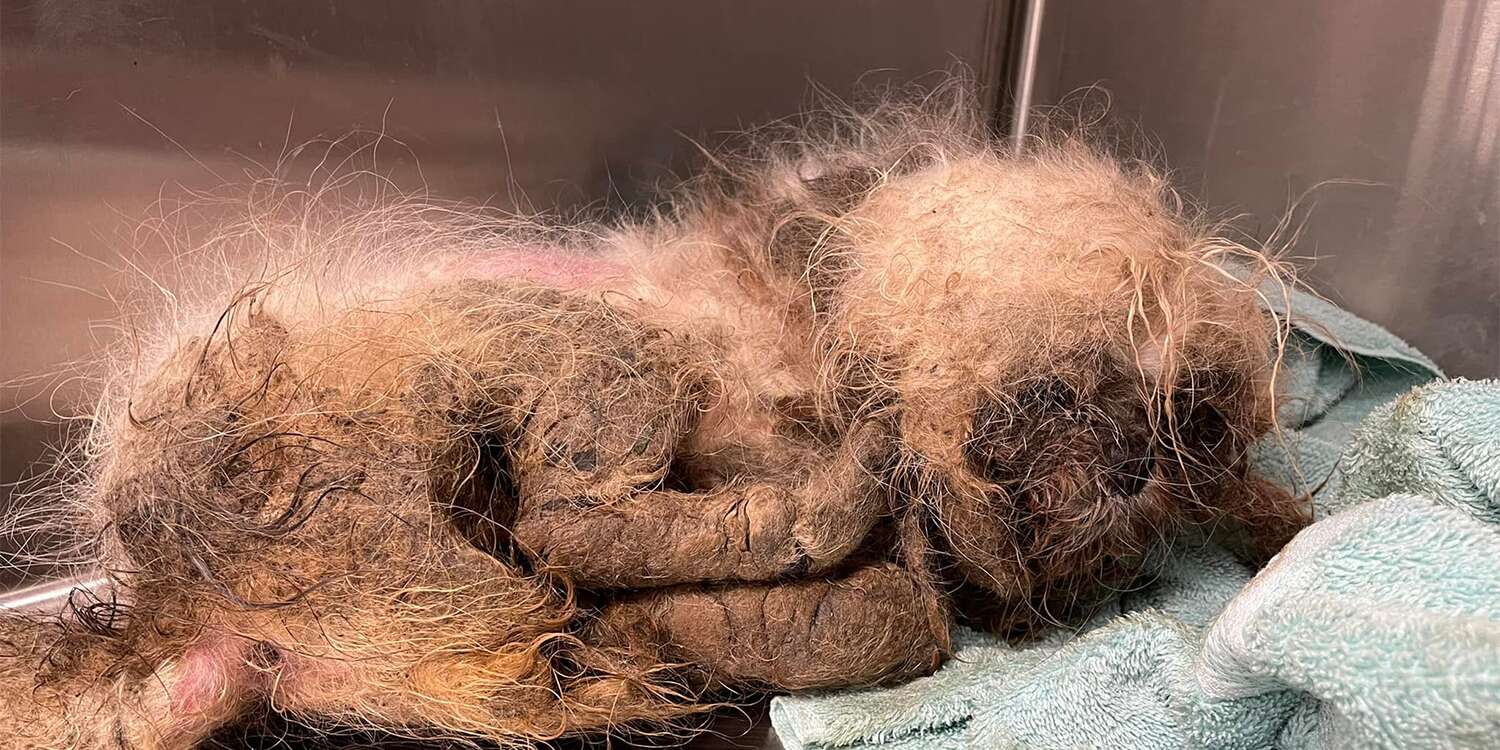 Florida Rescue Caring for Neglected Dog Thrown onto Its Property: 'Never Saw Anything Like it' – PEOPLE