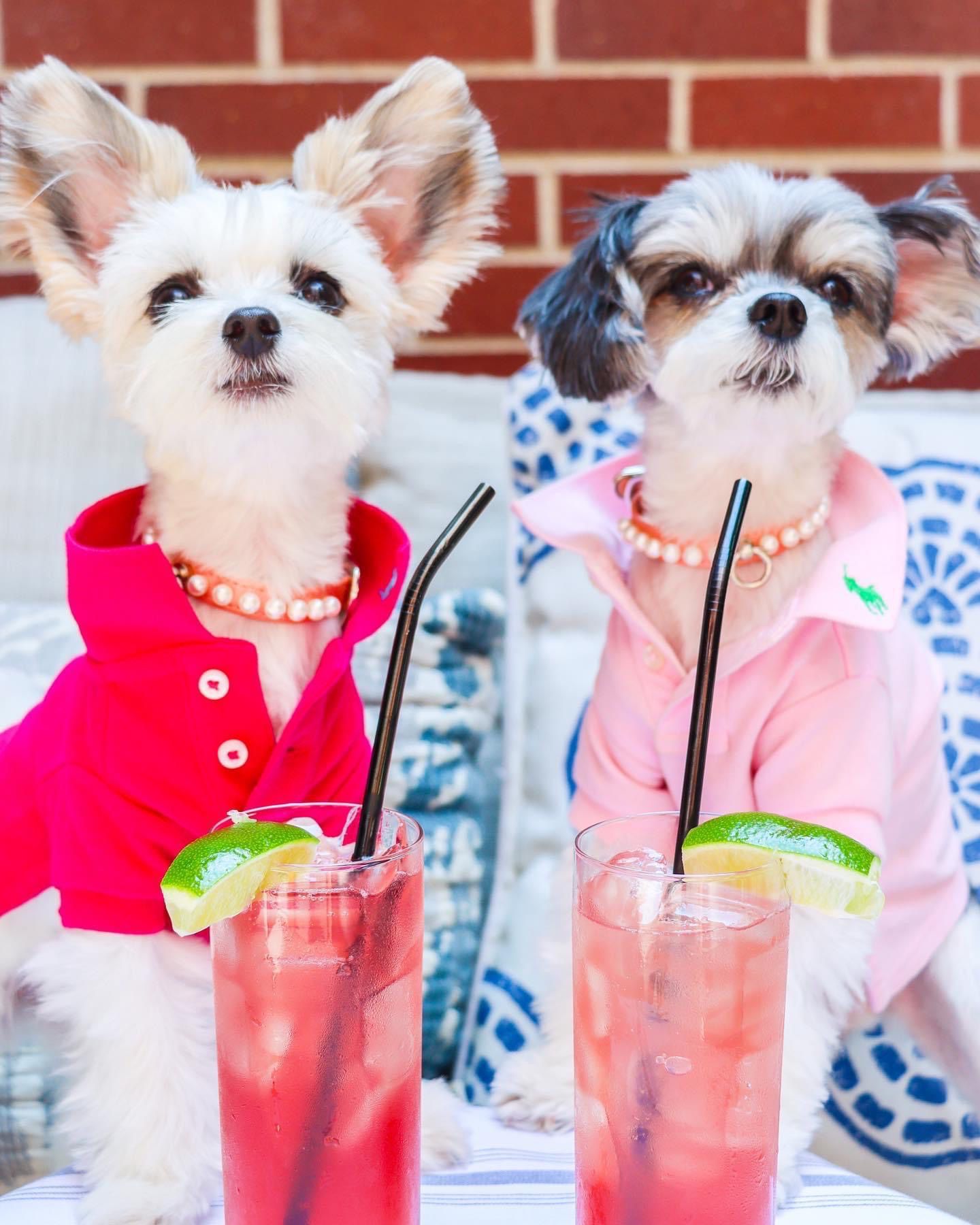 Belle and Tinker | Dog Influencers | Maltese / Papillon Mix – Dogster.com