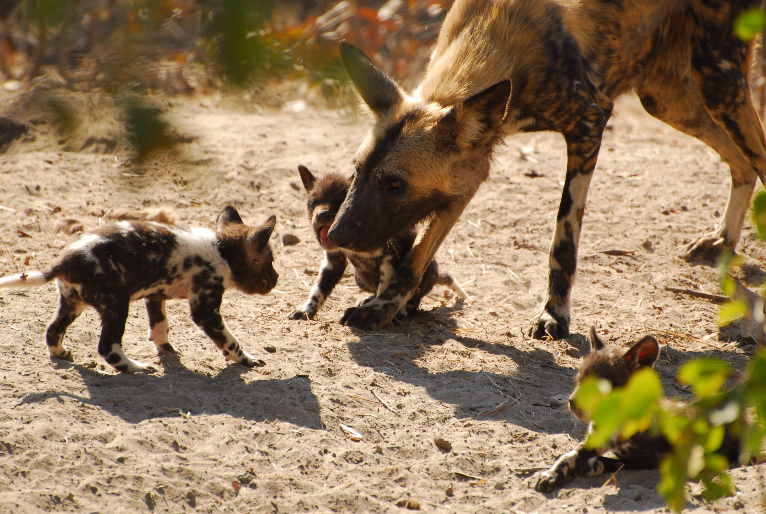 Warming Trends: Chilling in a Heat Wave, Healthy Food Should Eat Healthy Too, Breeding Delays for Wild Dogs, and Three Days of Climate Change in Song – InsideClimate News