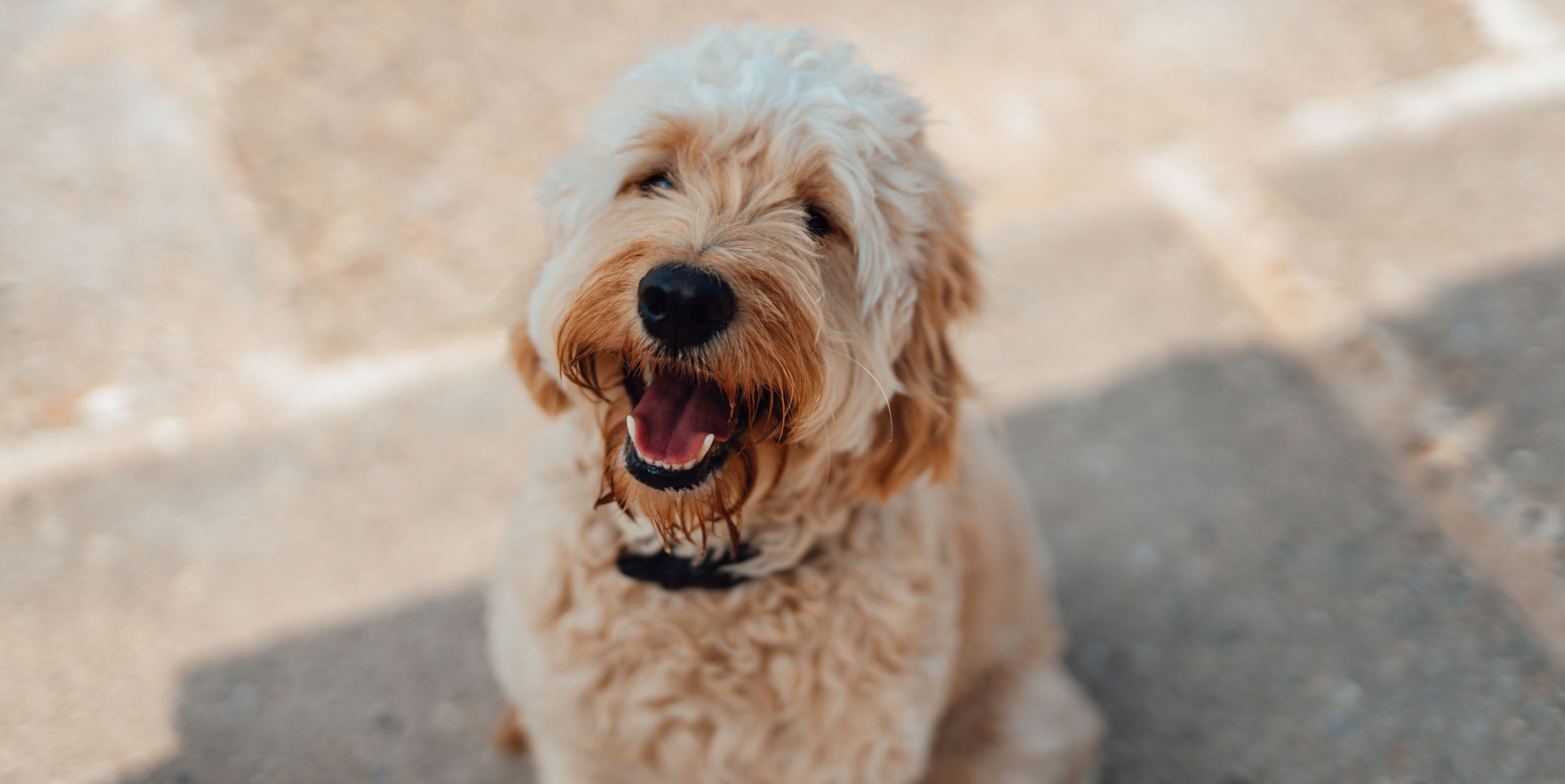 The 5 Biggest Trends in Pet Care For 2022 Revealed – Country Living