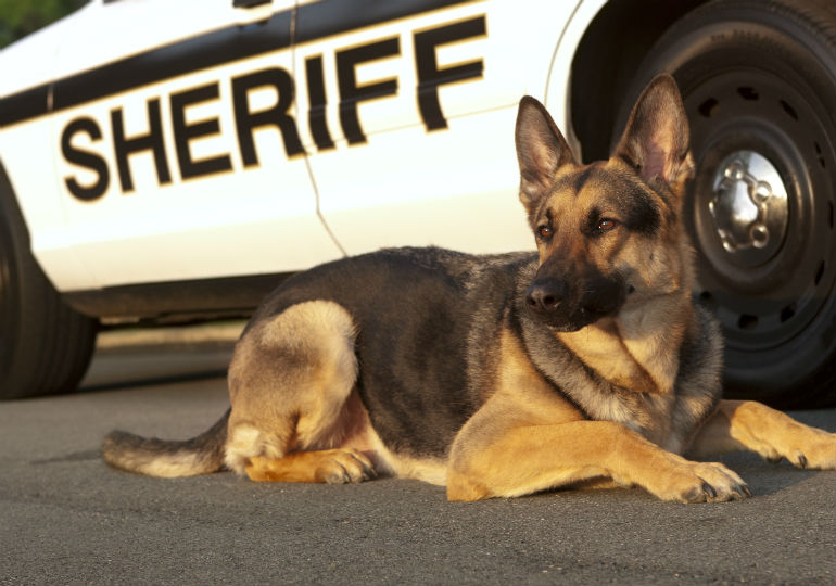 Gov. DeSantis signs measure providing health care funds for retired police dogs – Florida Politics