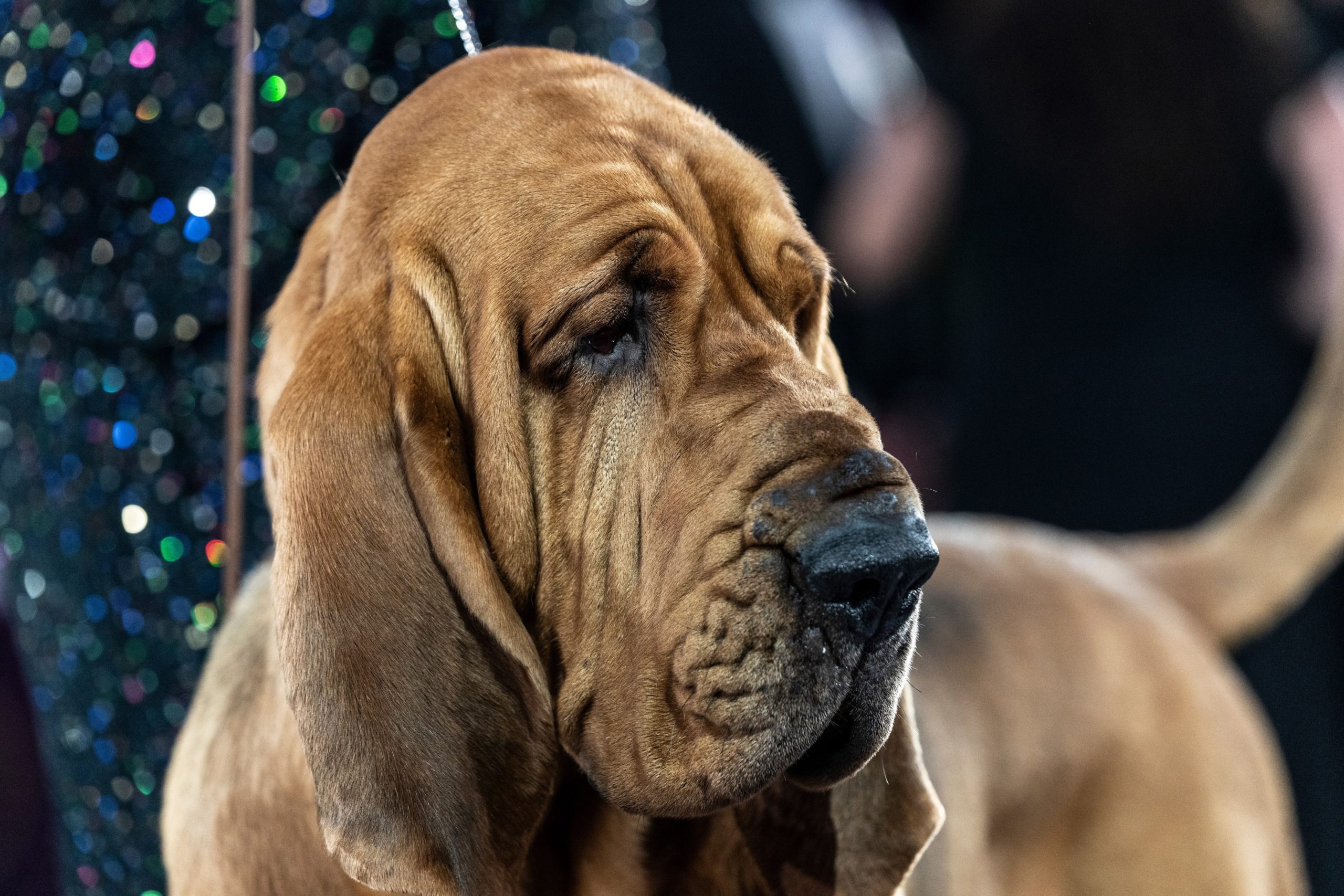 The sad reality behind the 'Best in Show' – The Humane Society of the United States