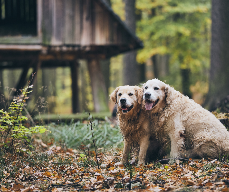 25 Best Dog for Seniors in 2022 – DISCOVER Magazine