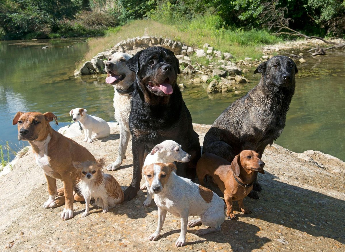 Dogs in Fashion: Here are the 24 most popular breeds of adorable dog in the UK – including the loving Labrador 🐶 – Fife Today