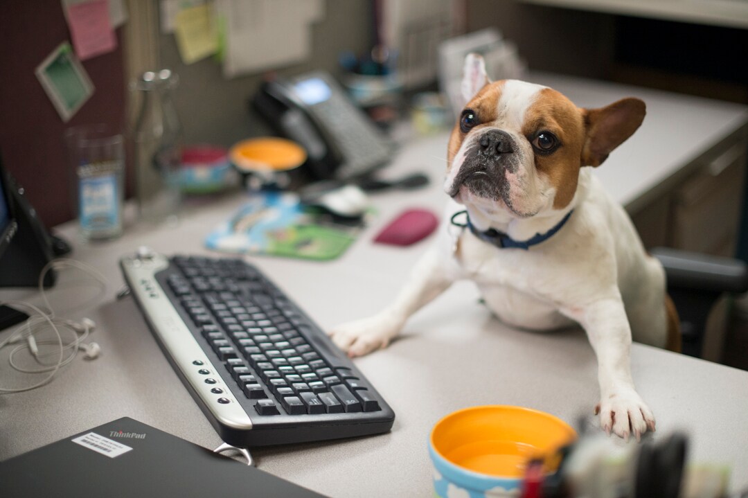 How to create a pet-friendly office that everyone can tolerate – The Washington Post