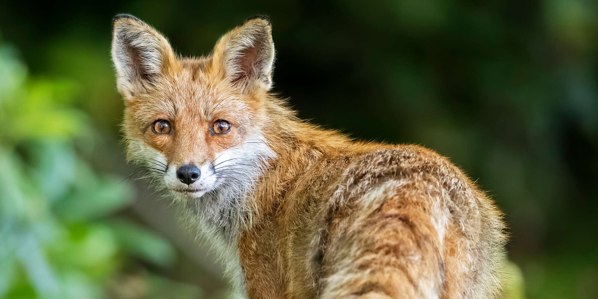 Red Foxes in Scotland Are Eating a Significant Amount of Dog Feces, Study Finds – PEOPLE