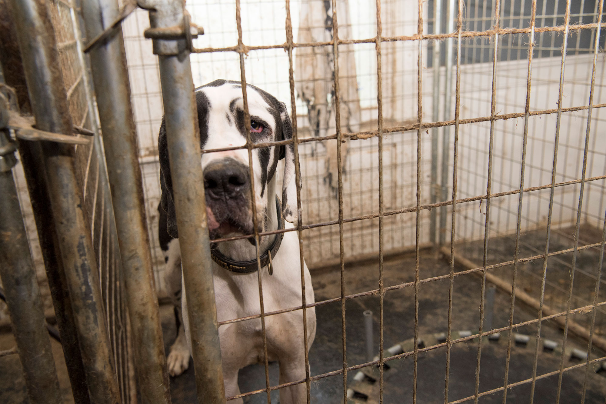 New York passes bill banning sale of pets provided by 'puppy mills' – New York Post