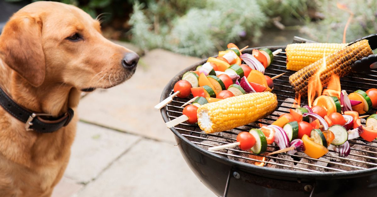 Five dangerous barbecue foods you should never feed to your dog – The Mirror