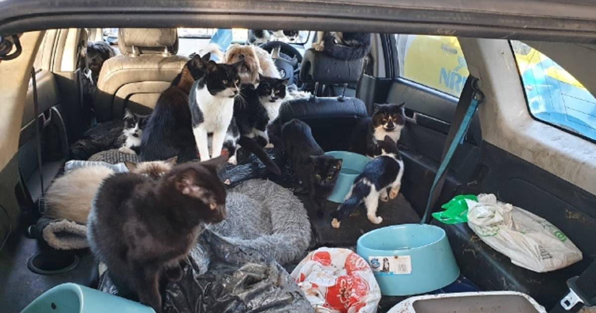 Watch as 20 dogs and cats are rescued from a car – The Advocate