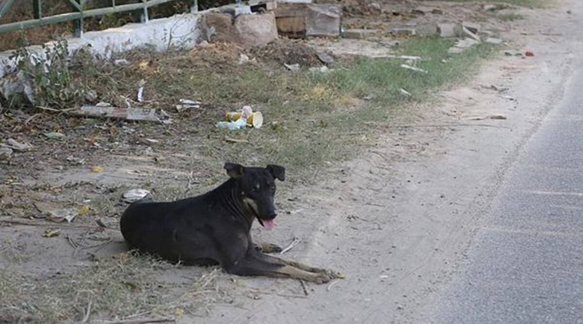 Stray dog attacks 13 people, including eight kids, in Surat – The Indian Express