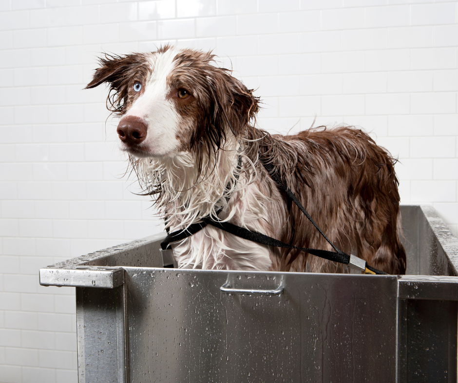 20 Best Flea and Tick Shampoos for Dogs – DISCOVER Magazine