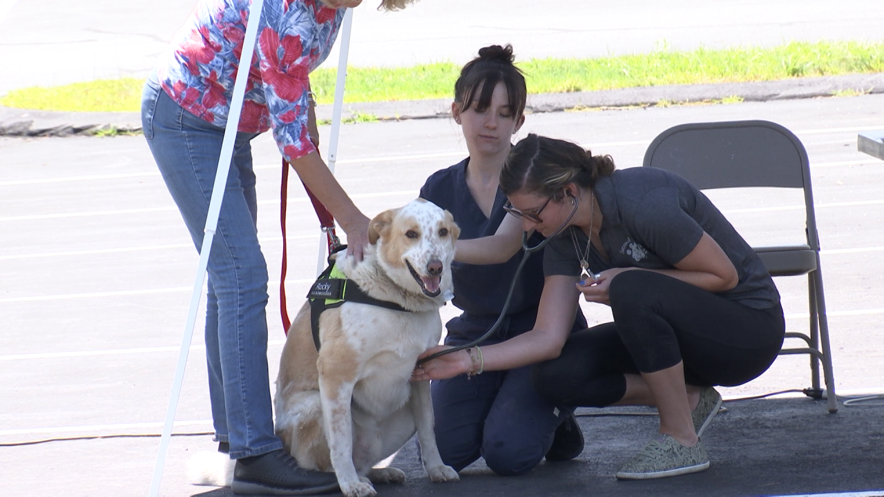 Second Chance Animal Services provides free vaccines, dog beds – WWLP.com