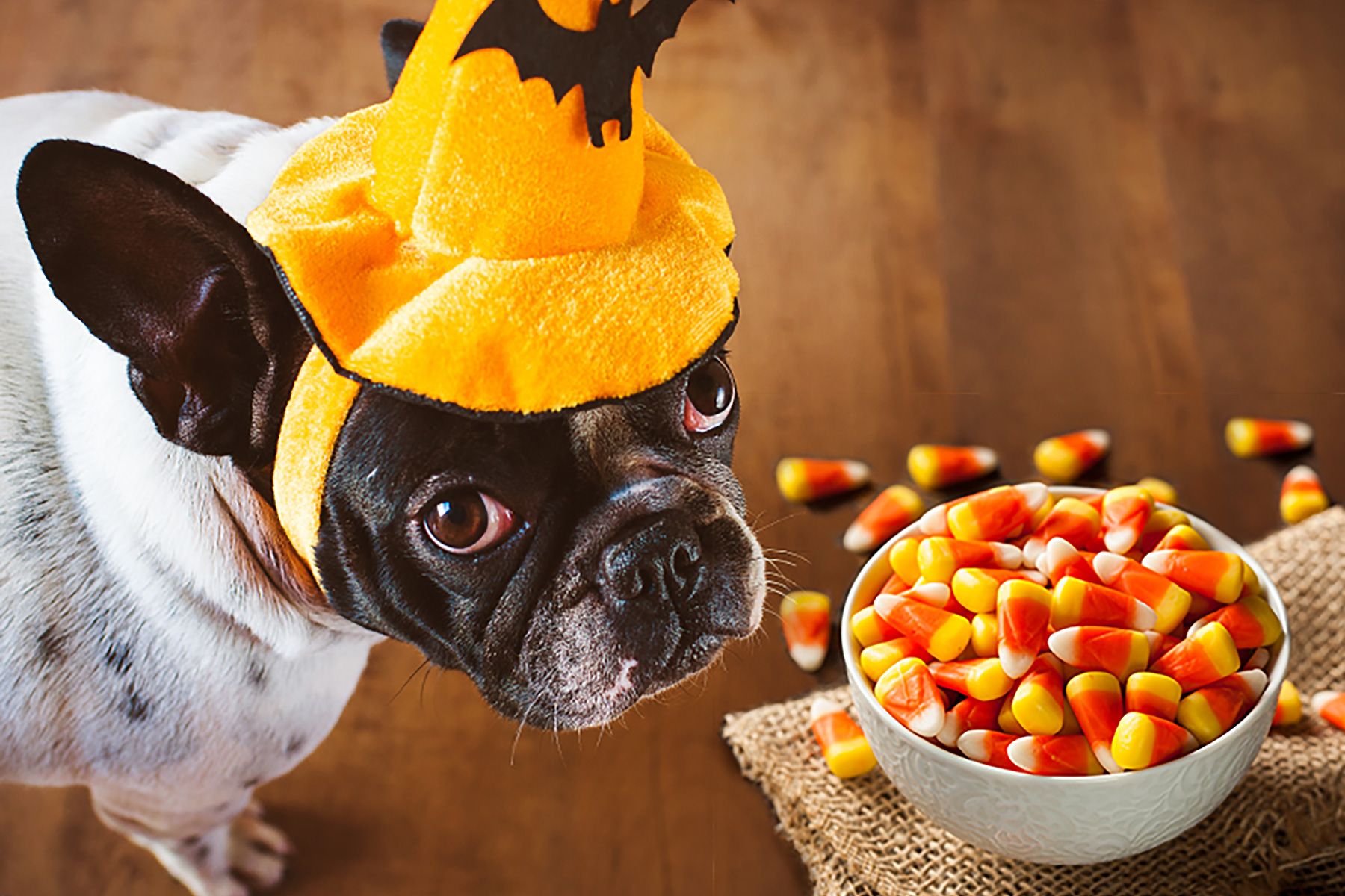 Toxic and Dangerous Foods Your Dog Should Never Eat – WebMD