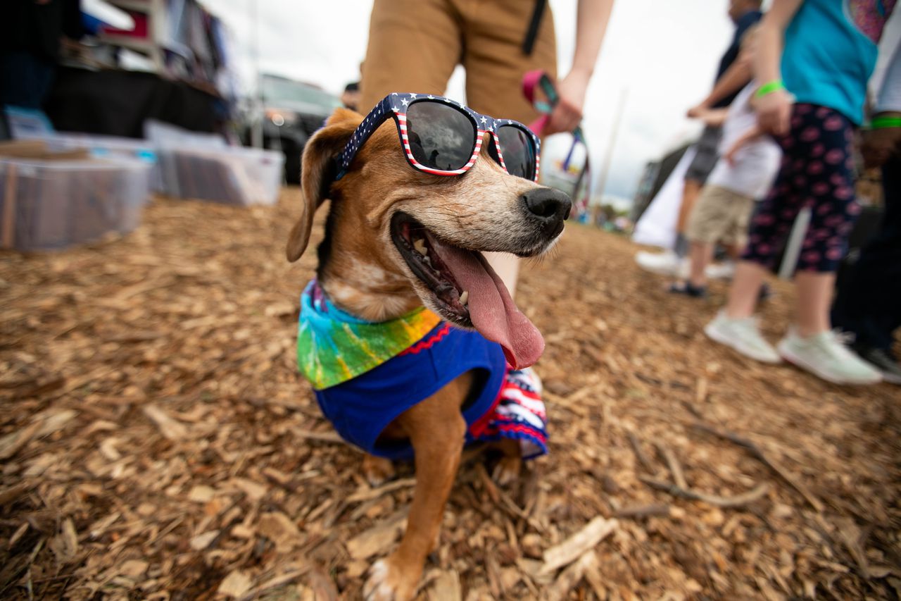 Dogs on the runway: Midland animal rescue hosting ‘K9 Katwalk.’ – MLive.com