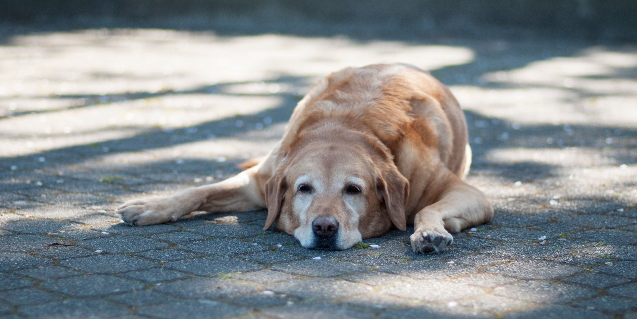 Dog owner? Follow these 7 tips to keep your pup safe in the heatwave – Women's Health UK