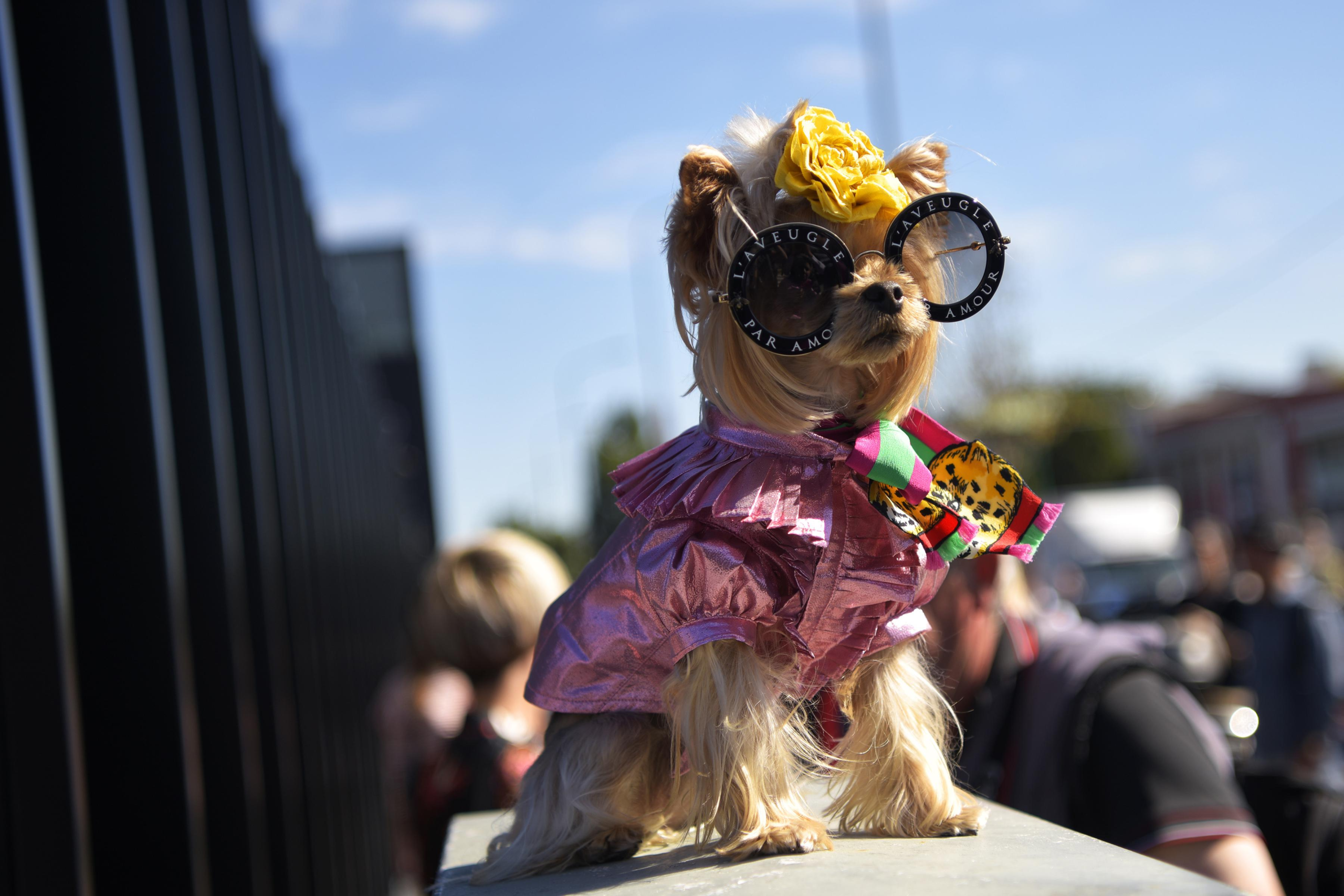 Haute Dogs: The Latest Designer Canine Fashion from Ralph Lauren, Burberry and More – Forbes Now