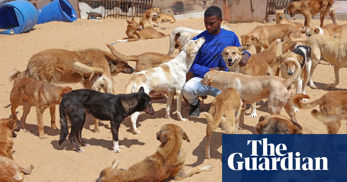 Pet rescue in Gaza: one man’s mission to care for abandoned animals – The Guardian