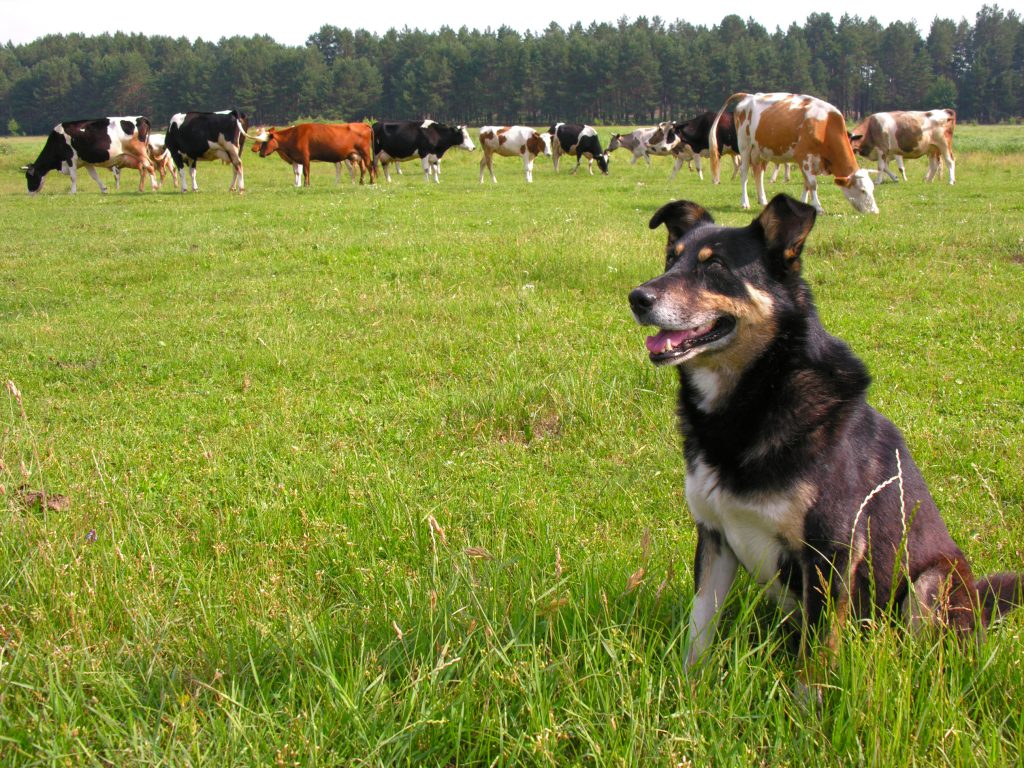 Farm Dog of the Year Nominations Closing Soon – Southeast AgNet