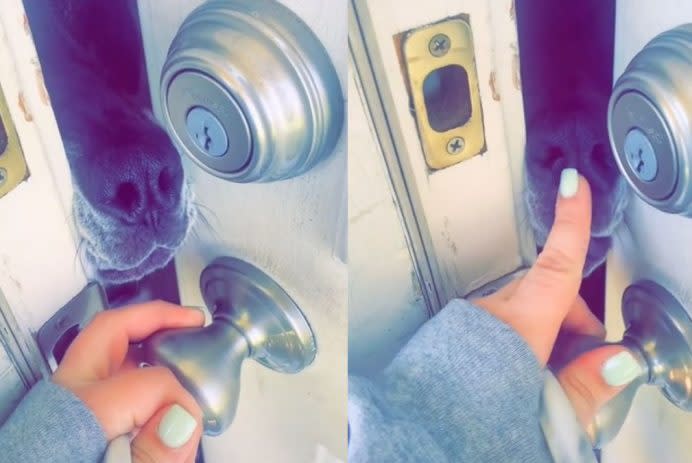 ‘Very dramatic’ Great Dane uses nose to block owner from leaving – Yahoo Entertainment