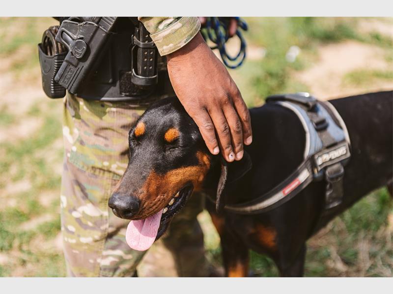 WATCH: Mini series honours anti-poaching K9 units – Boksburg Advertiser