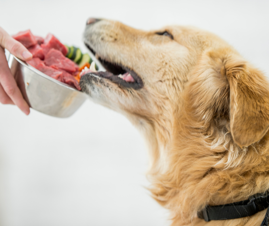 20 Best Dog Foods in 2022 – DISCOVER Magazine