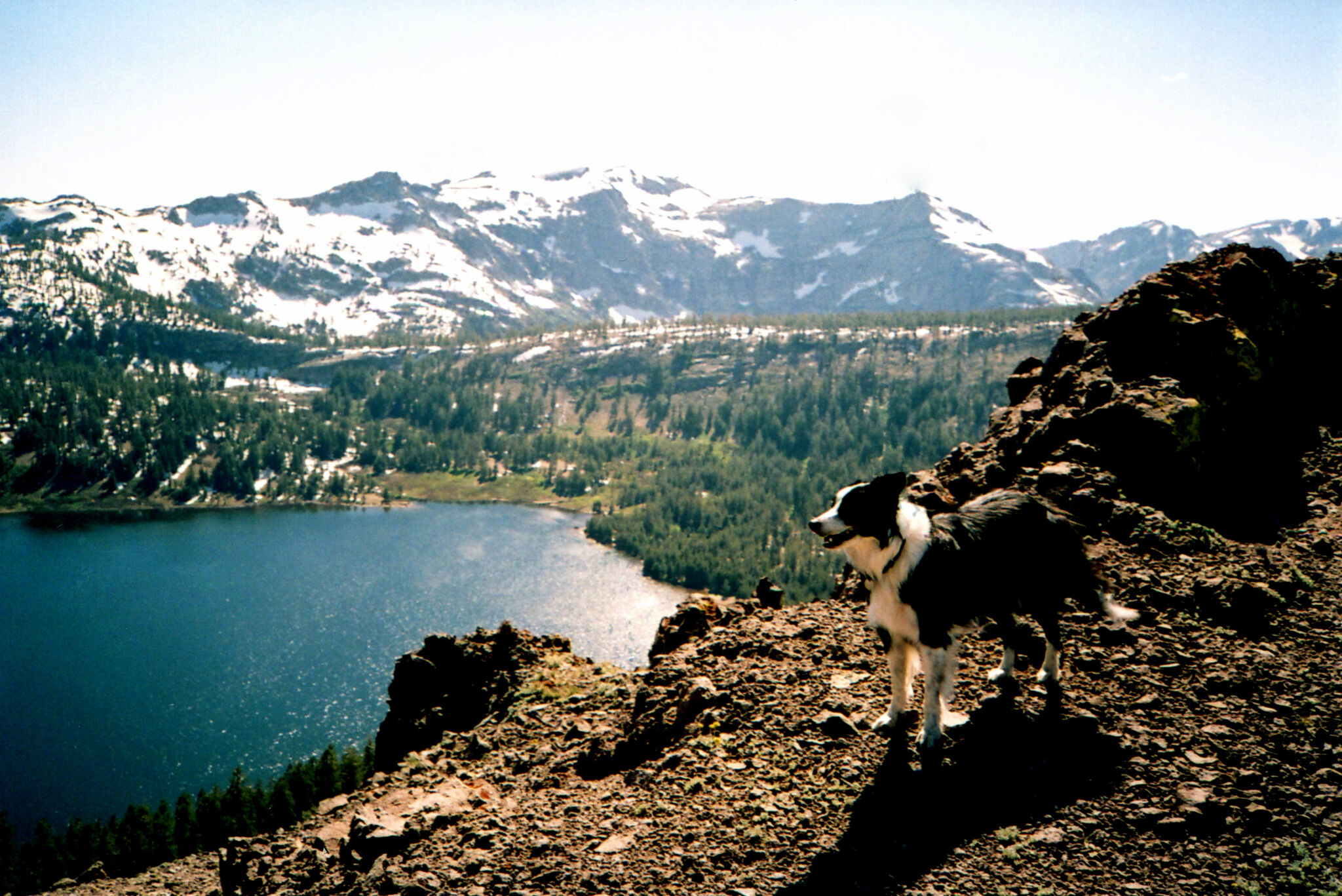 Dog leads rescue team to injured owner in Tahoe National Forest – SFGATE