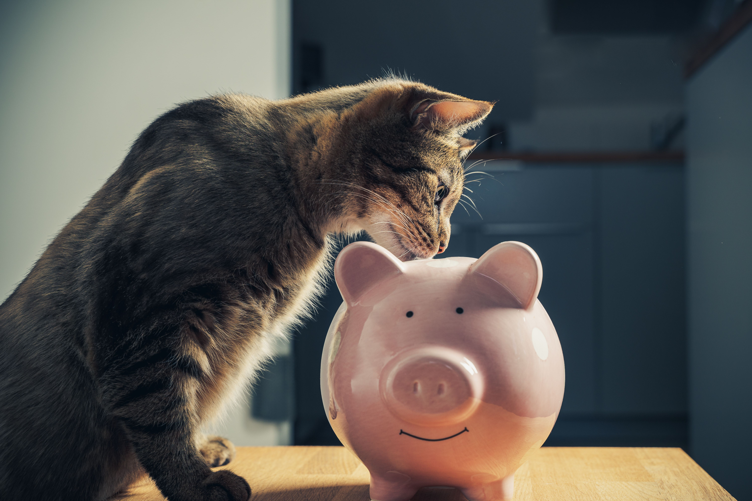 Will higher veterinary fees fuel pet health insurance? – DVM 360