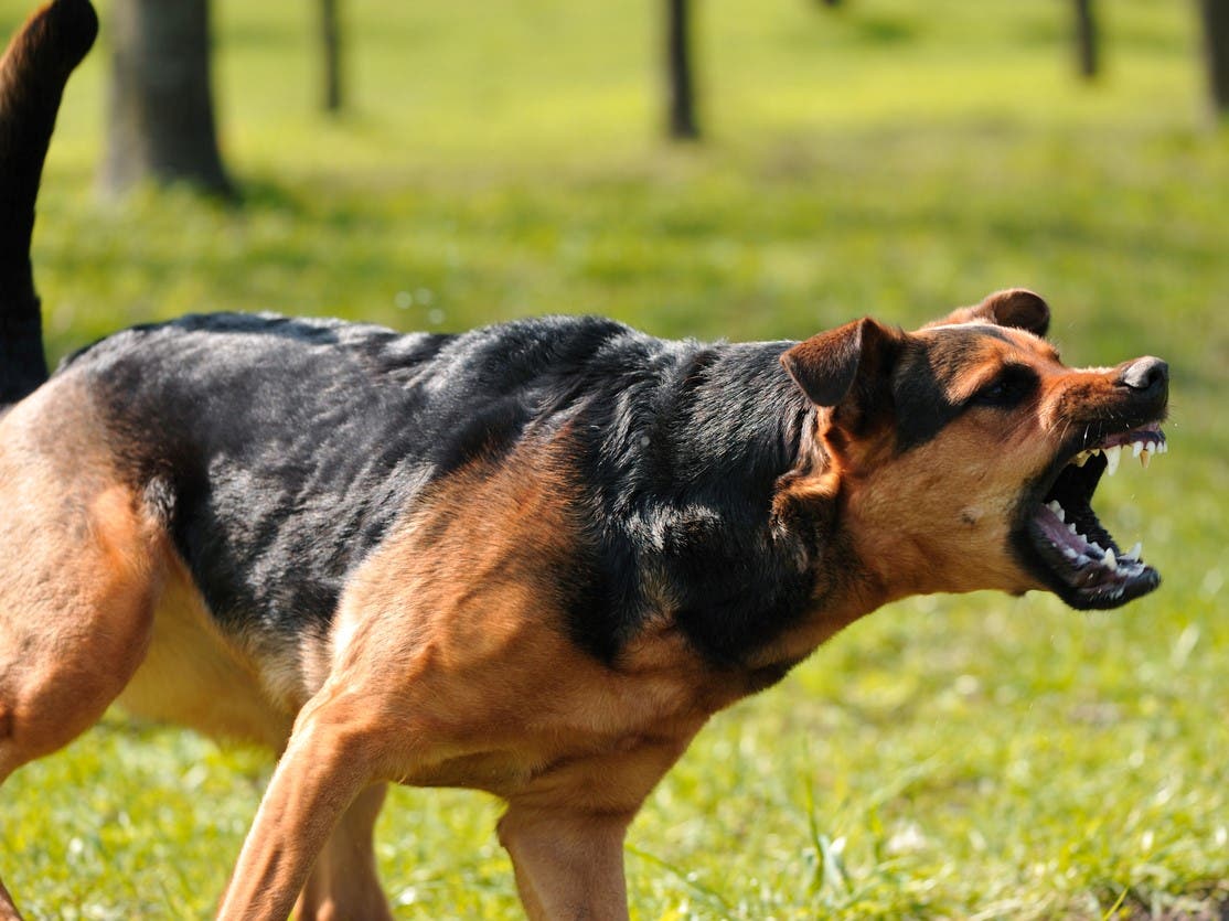 ‘Its jaws locked onto me’: How dog attacks became Britain’s unrecognised public health crisis – The Independent