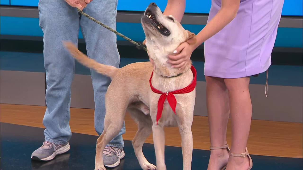 News13 Pet of the Weekend: Alshon – WBTW