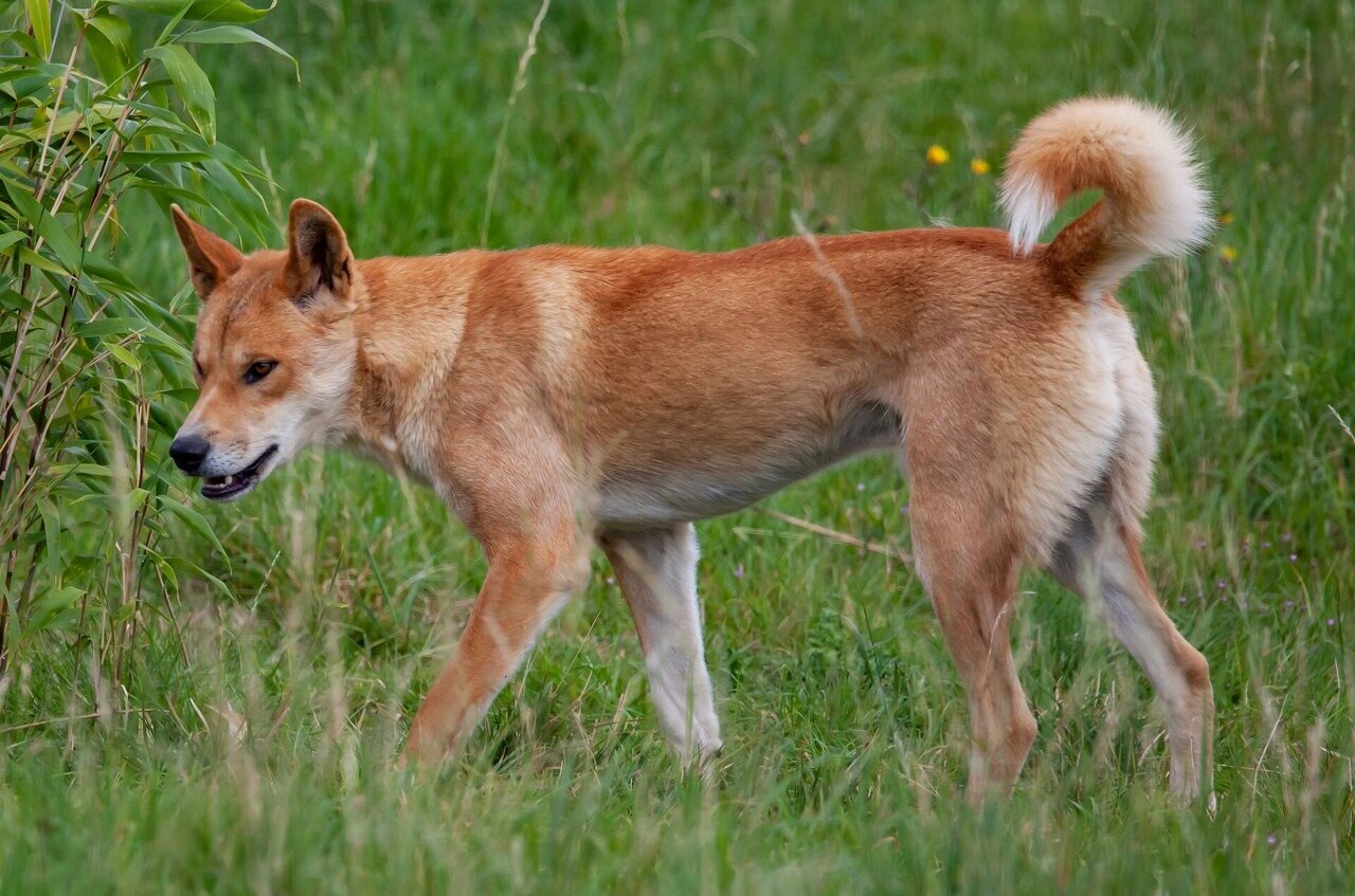 Study shows how diet has transformed the ancient dog into a family pet – Phys.org