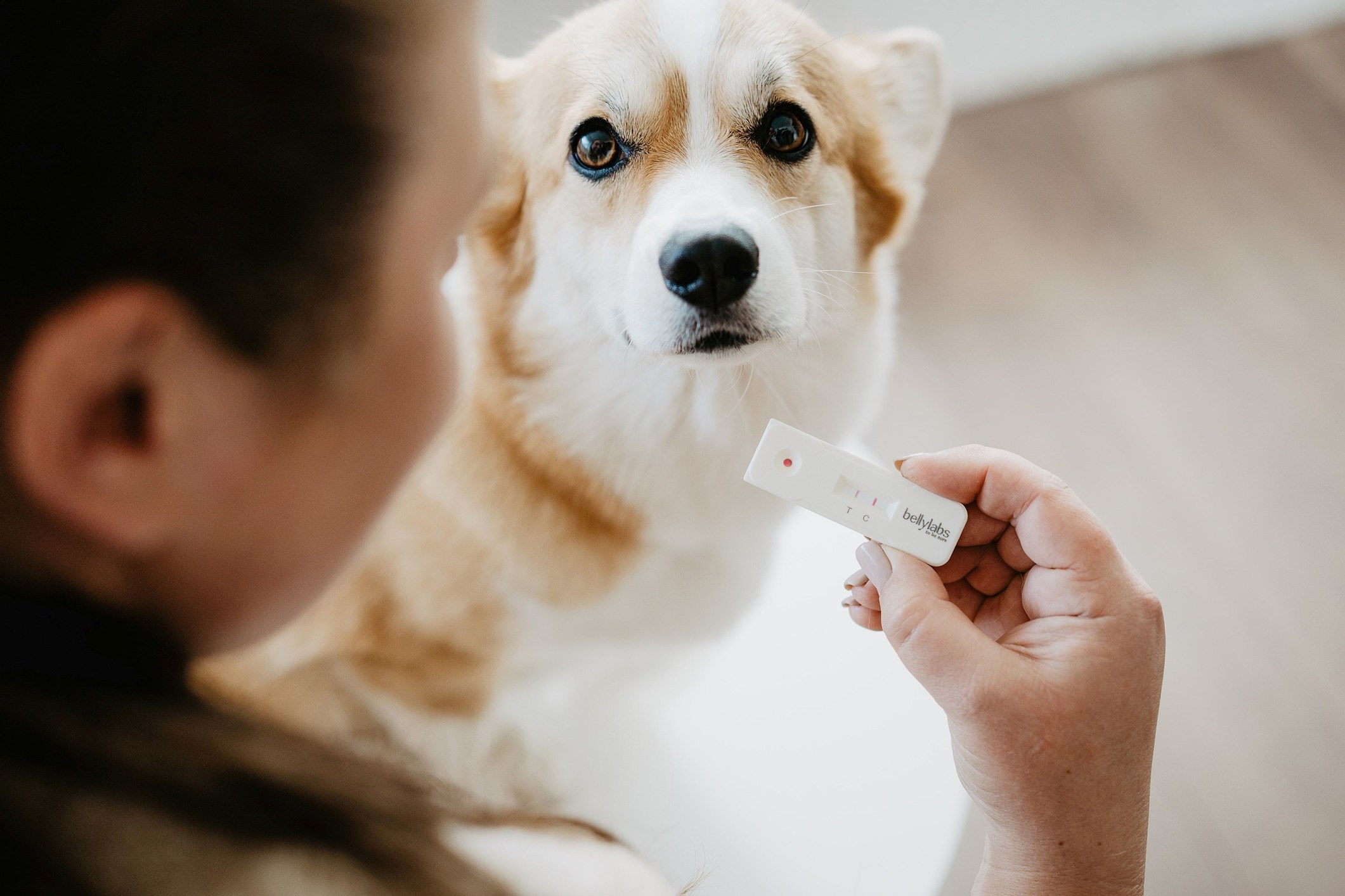 Bellylabs Launches World's First Dog Pregnancy Rapid Test For Home Use – PR Newswire