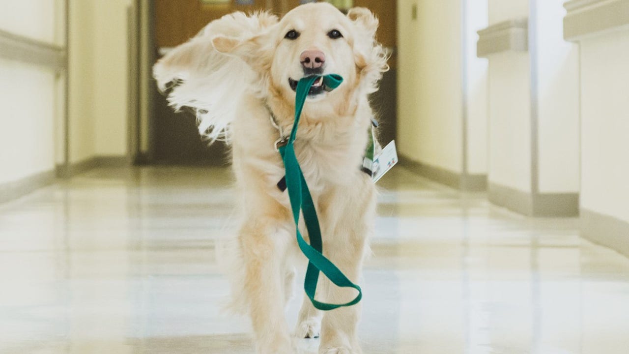 Children's Healthcare of Atlanta mourns loss of beloved therapy dog Casper – FOX 5 Atlanta