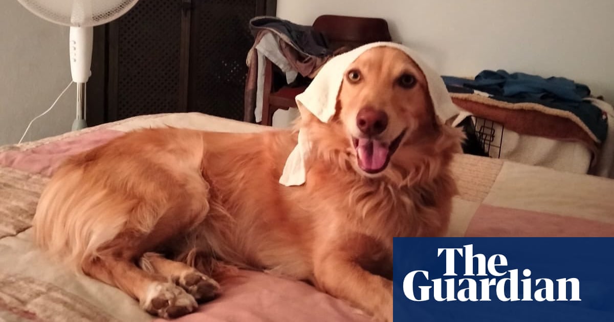 How to spot a too hot dog – and other pet care tips for a heatwave – The Guardian