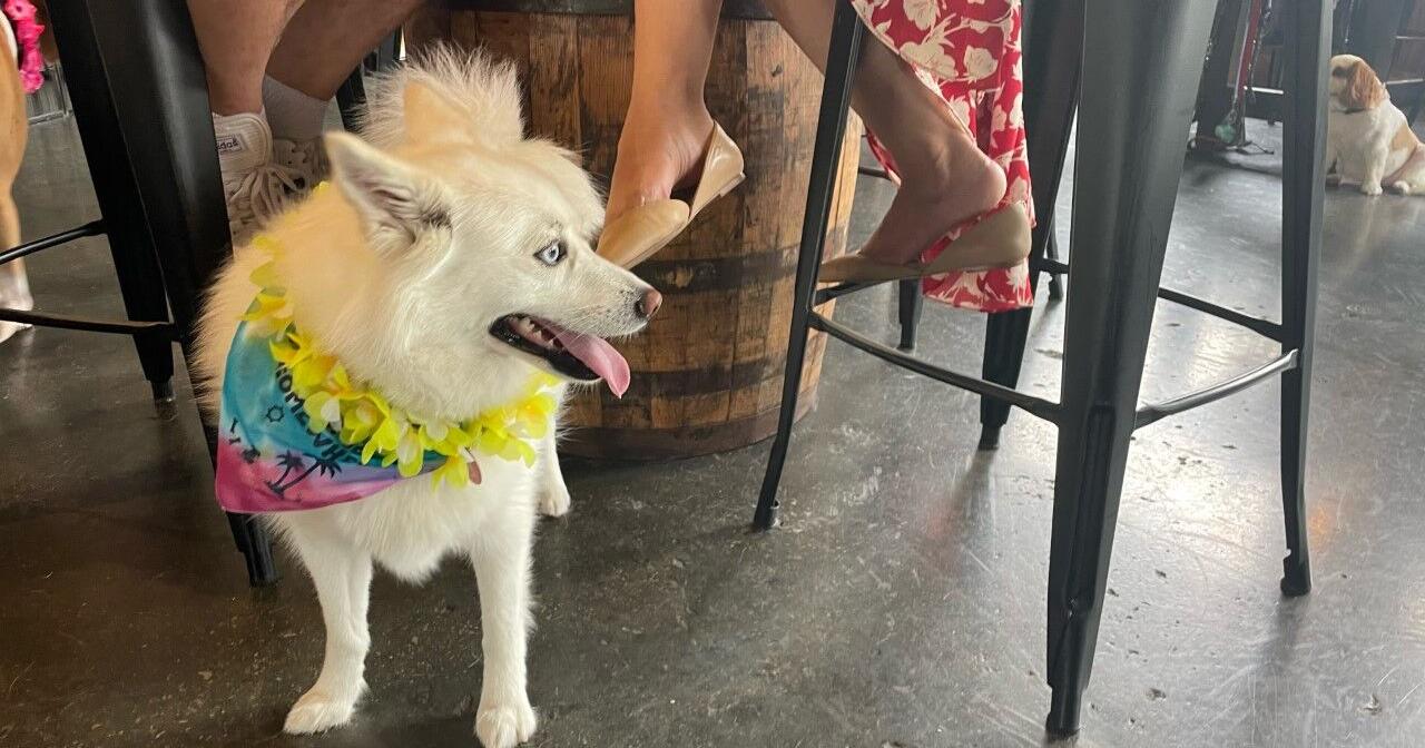 'Tiki Luau Dog Pawty' benefits Kentuckiana Pride Foundation – WDRB