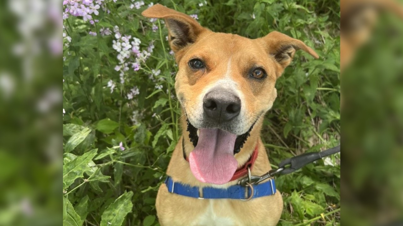 Pet of the Week: Kobe, Animal Care Sanctuary – WETM – MyTwinTiers.com