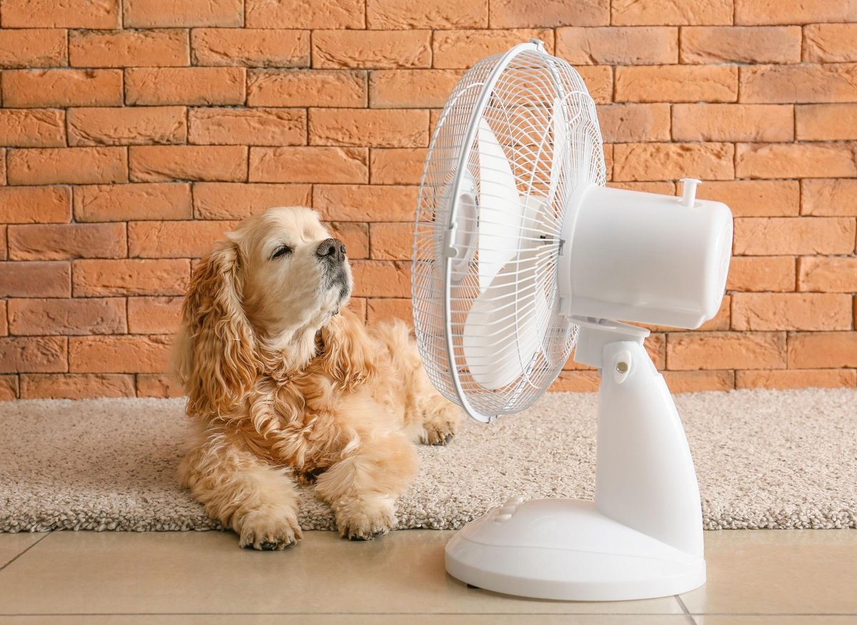 Dog Heatwave Advice: These are 8 expert tips to keep your adorable dog healthy, hydrated and happy during a heatwave 🐶 – The Scotsman