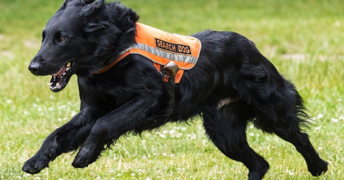 These 3 dogs from WA are heroes – The Seattle Times