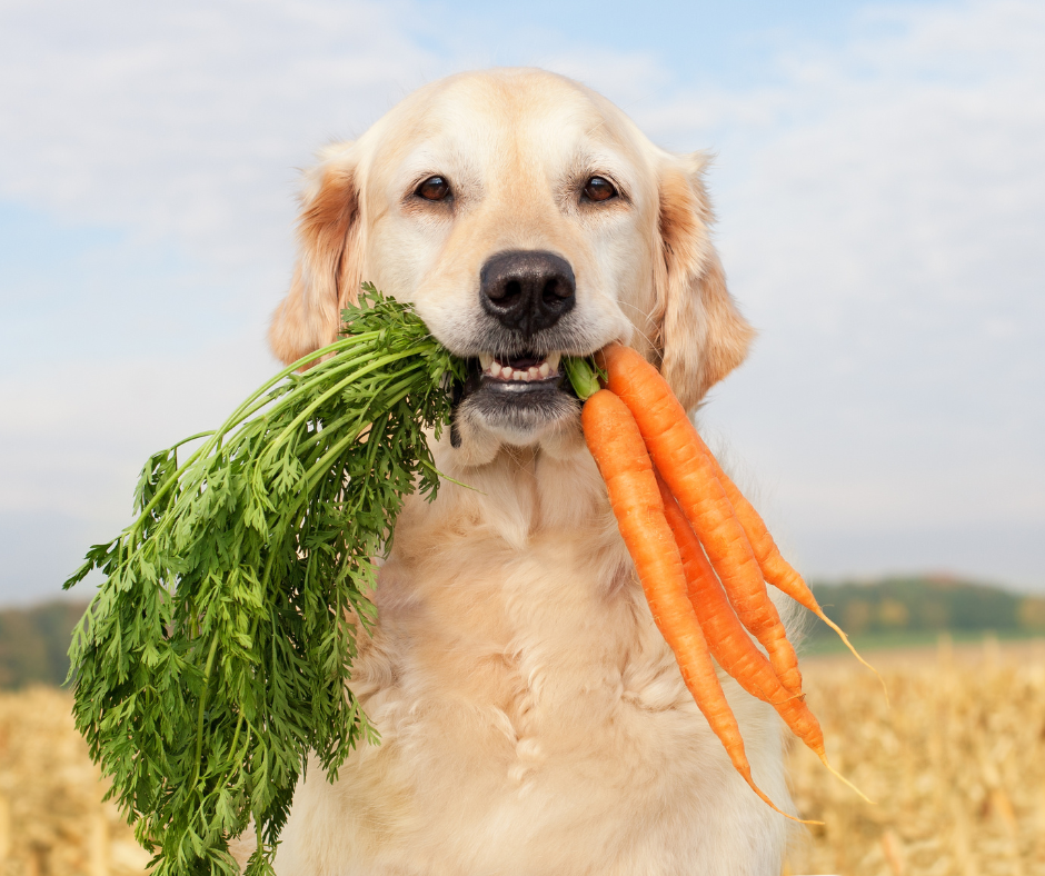 20 Best Diet Dog Foods in 2022 – DISCOVER Magazine