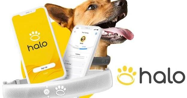 Halo Collar Wireless Dog Fence Review | Features, Benefits, Alternatives, and More – The Daily Collegian Online