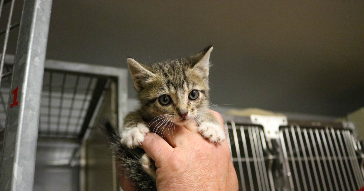 'Don't give up' on your pandemic pet, say Utah's overwhelmed animal shelters – KUER 90.1