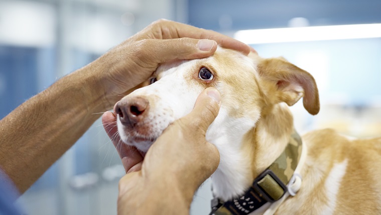 Retinal Degeneration In Dogs: Symptoms, Causes, & Treatments – DogTime