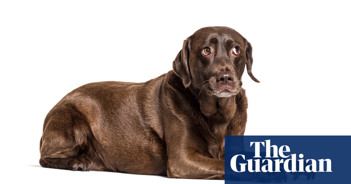 From bored goldfish to sexist dogs: 13 common pet problems – solved! – The Guardian